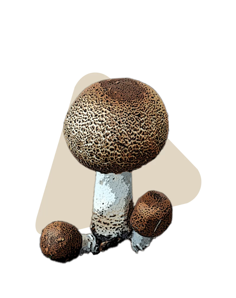 Almond mushroom