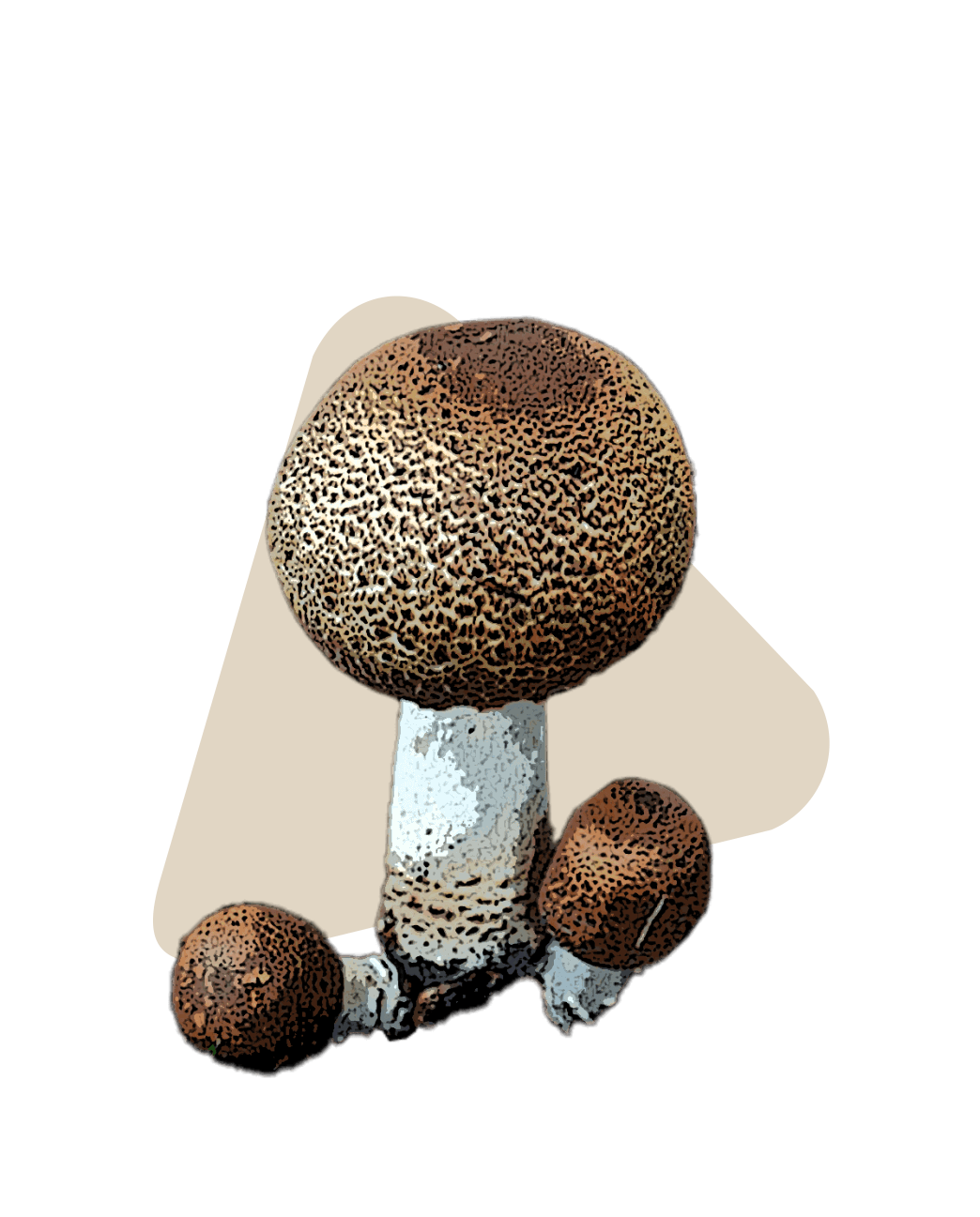 Almond mushroom