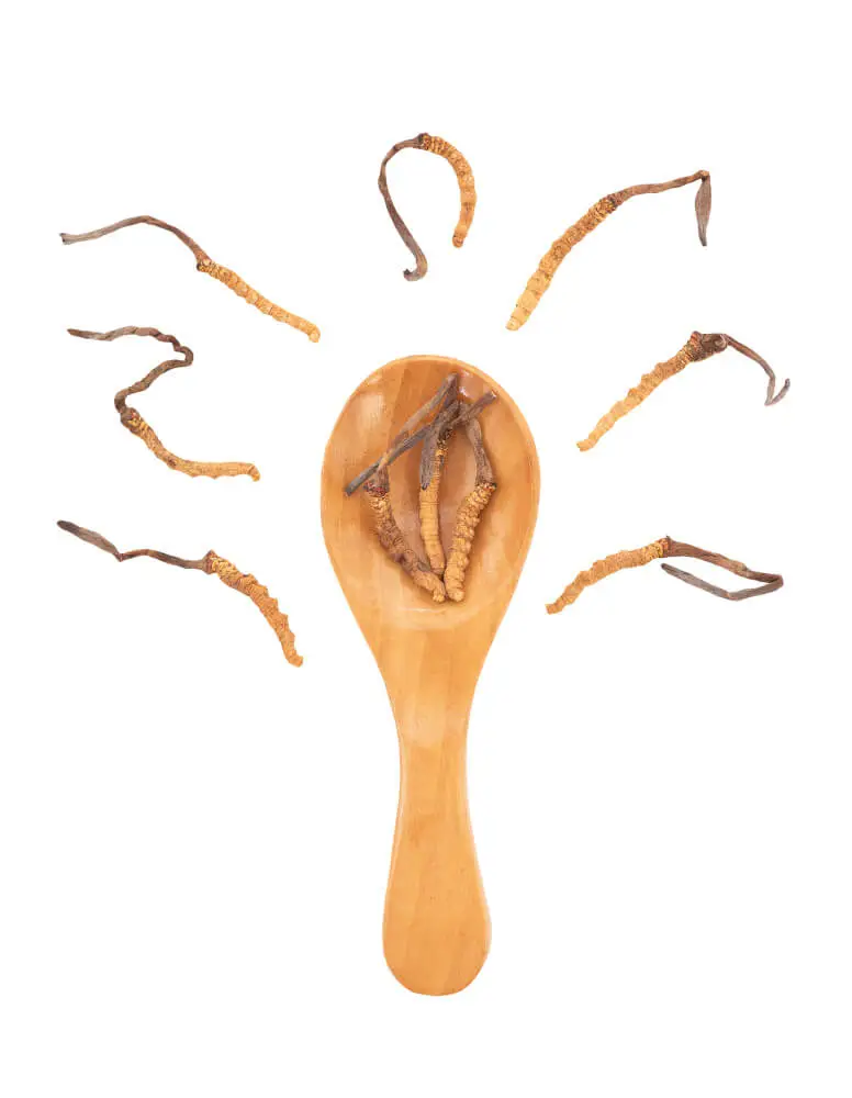 Cordyceps sinensis_immune boosting effects