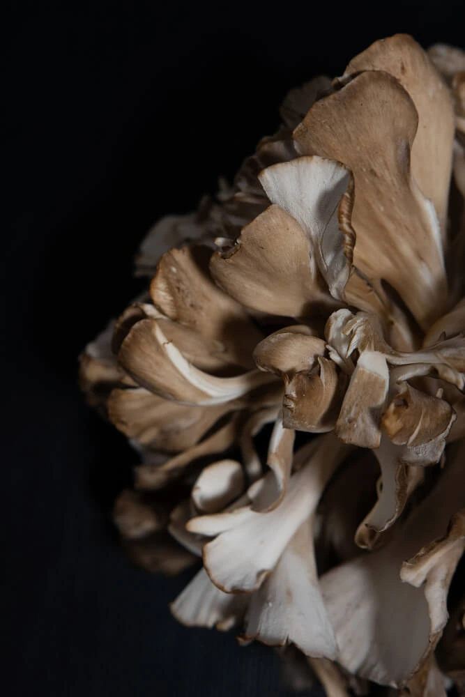 Hen of the woods_effects on health