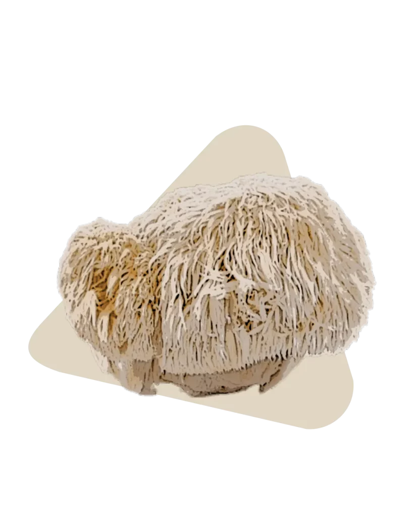 Lion's mane mushroom