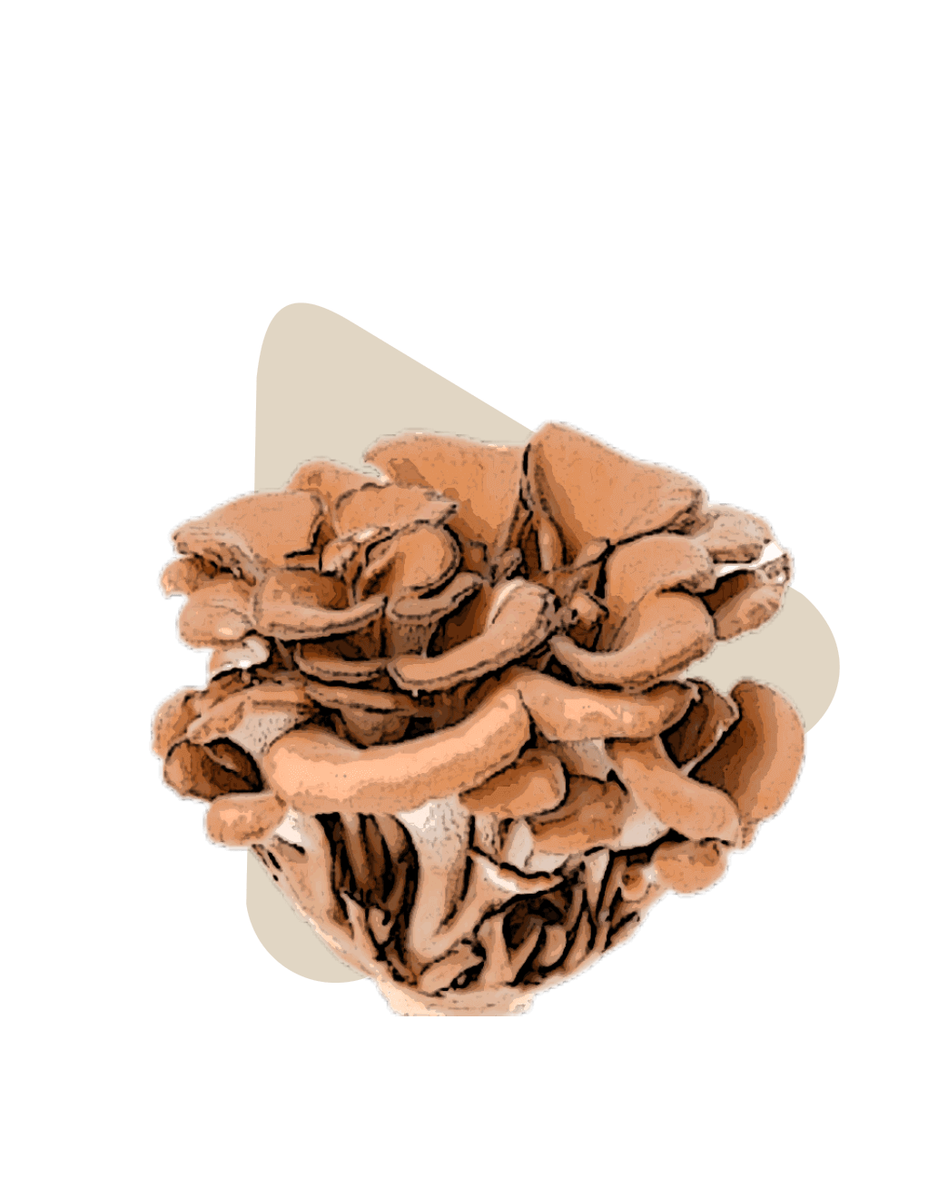 Maitake mushroom