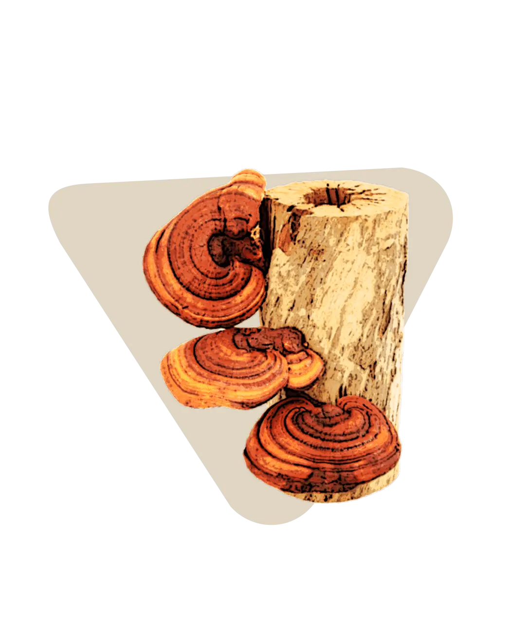 Reishi mushroom