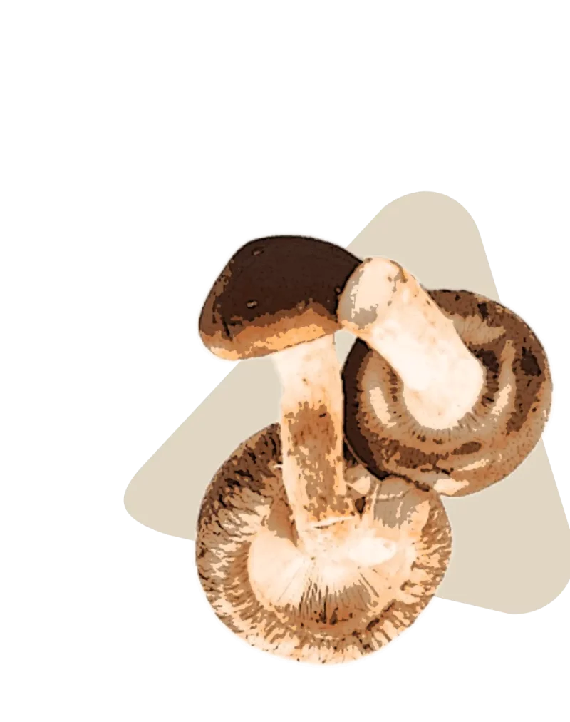 Shiitake mushroom