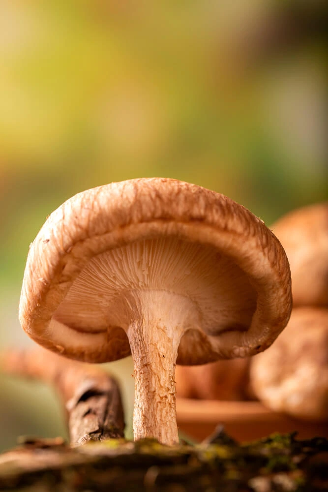 Shiitake_lentinula edodes_natural health care