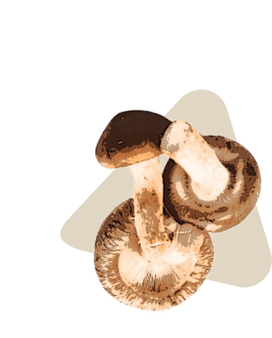 Shiitake mushroom